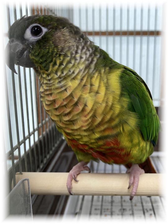 クリックで画像を表示