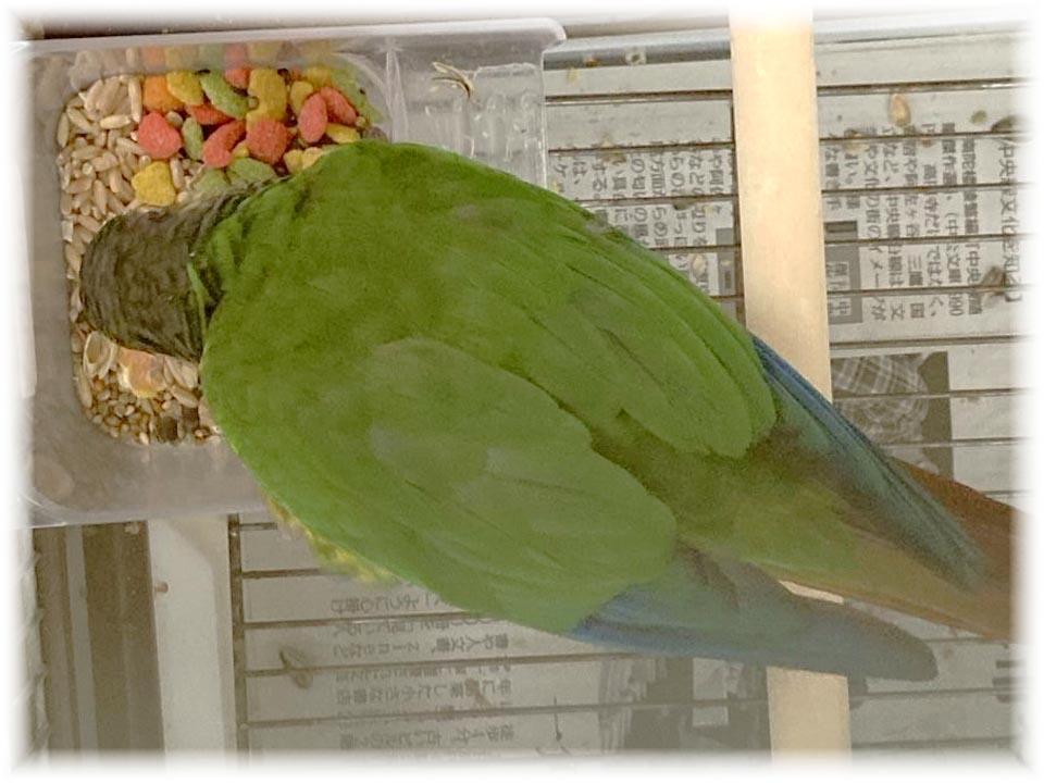 クリックで画像を表示