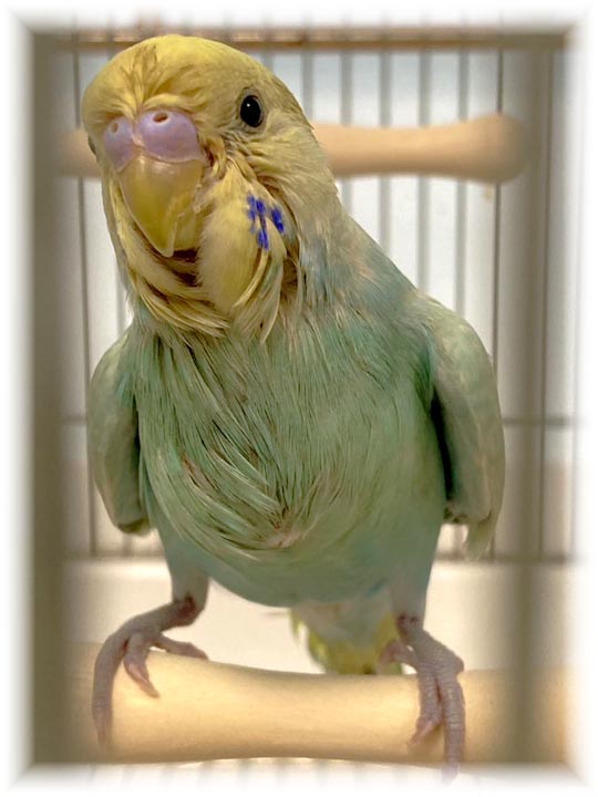 クリックで画像を表示