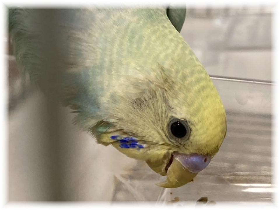 クリックで画像を表示