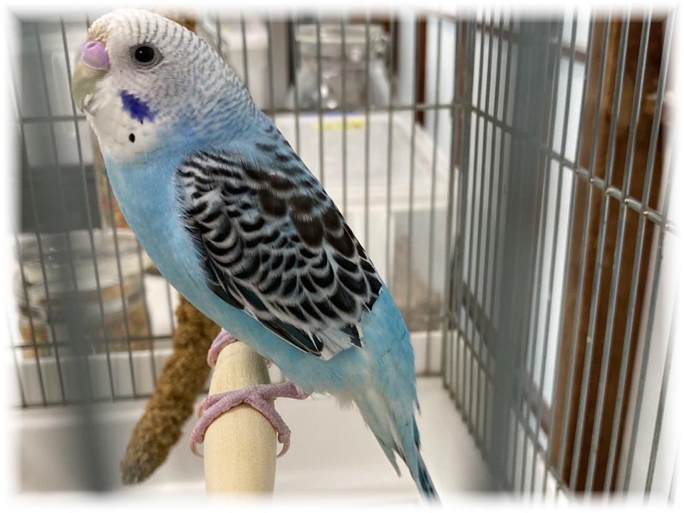 クリックで画像を表示