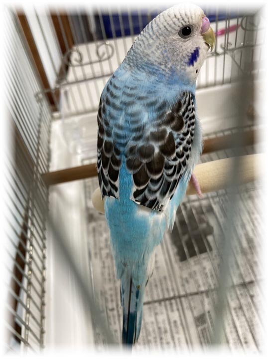 クリックで画像を表示