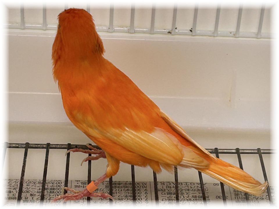 クリックで画像を表示