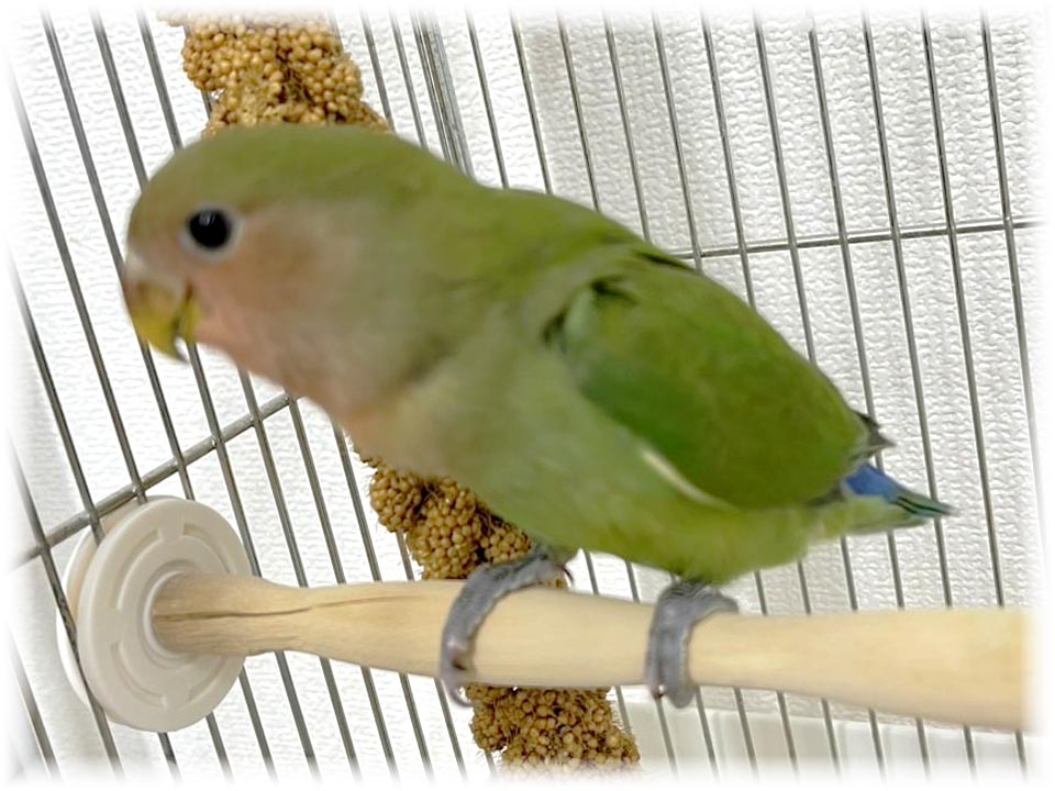 クリックで画像を表示