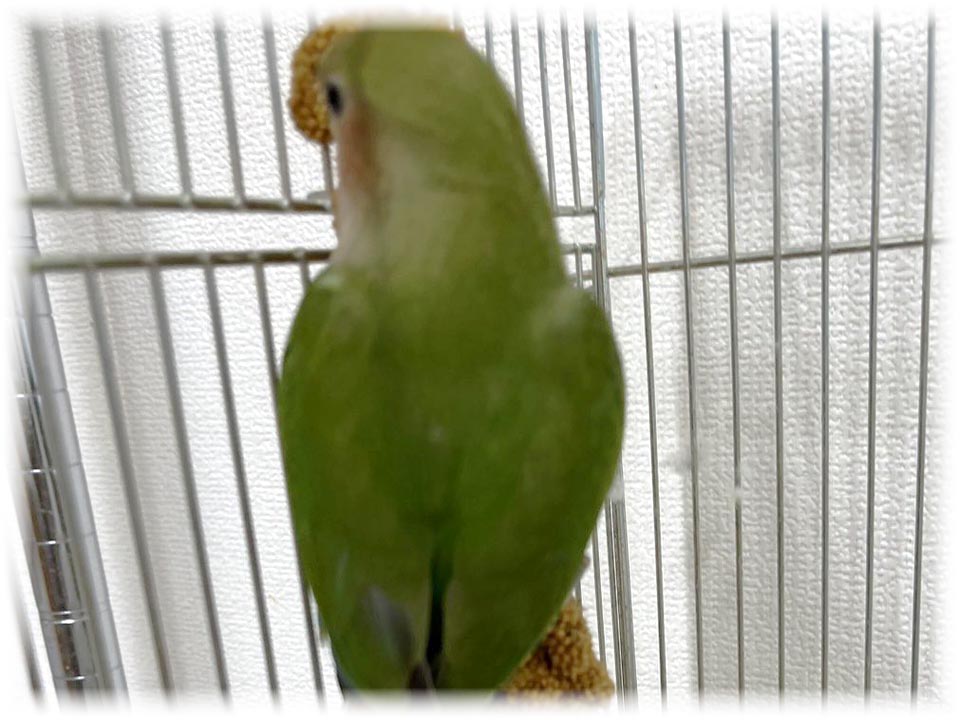 クリックで画像を表示