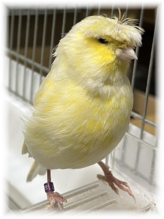 クリックで画像を表示