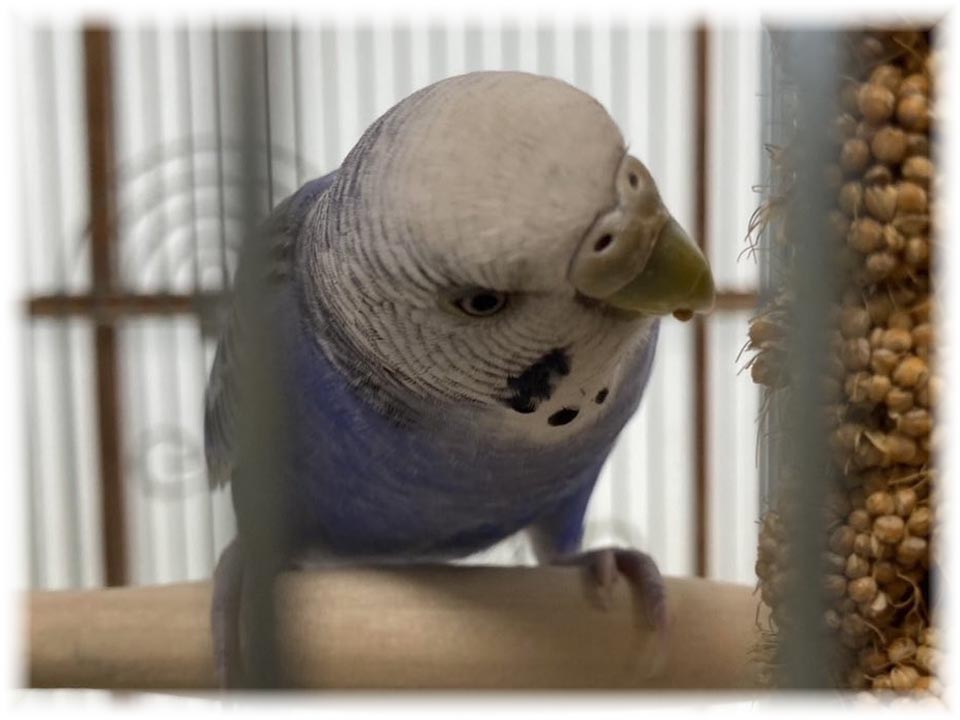 クリックで画像を表示