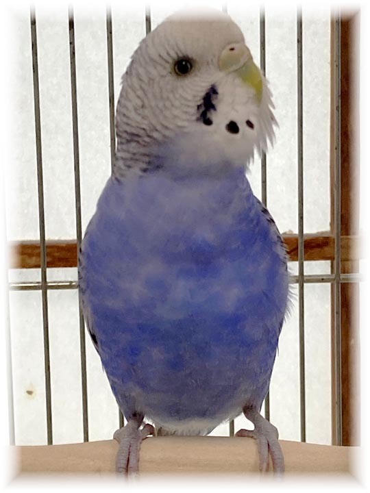 クリックで画像を表示