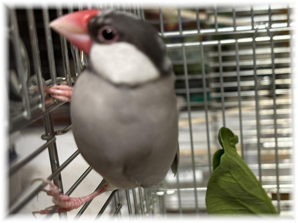 クリックで画像を表示