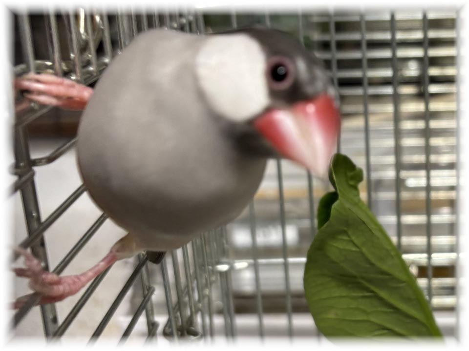 クリックで画像を表示