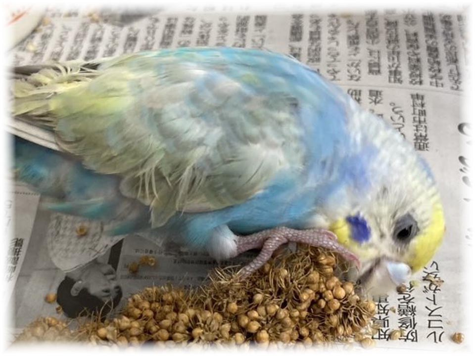 クリックで画像を表示