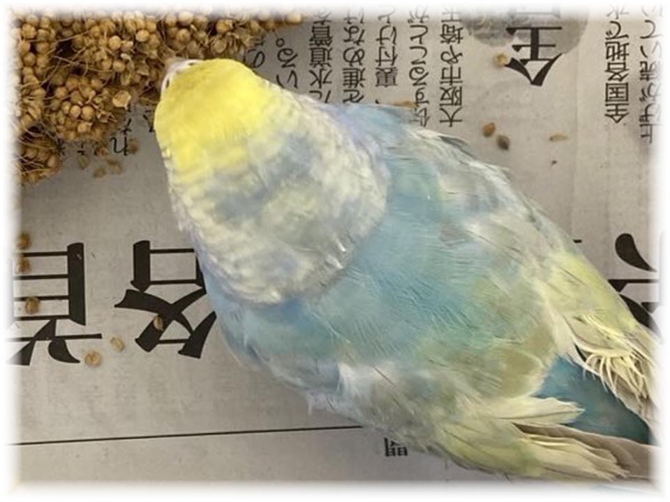 クリックで画像を表示