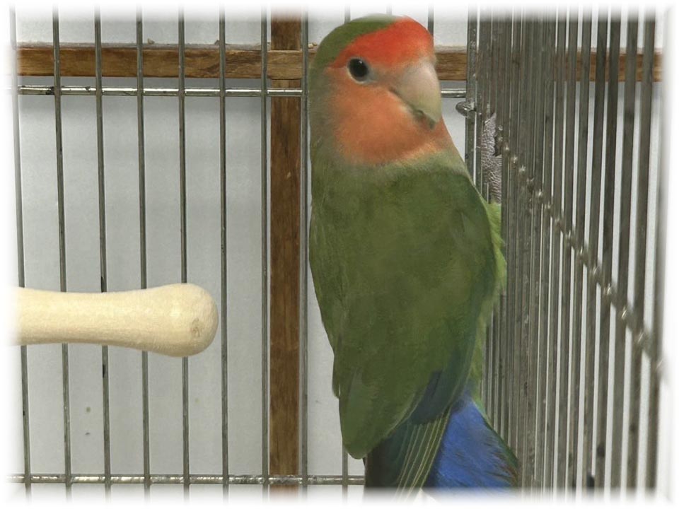 クリックで画像を表示