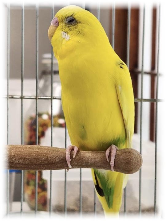 クリックで画像を表示