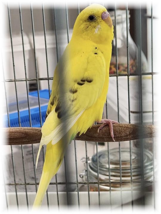 クリックで画像を表示