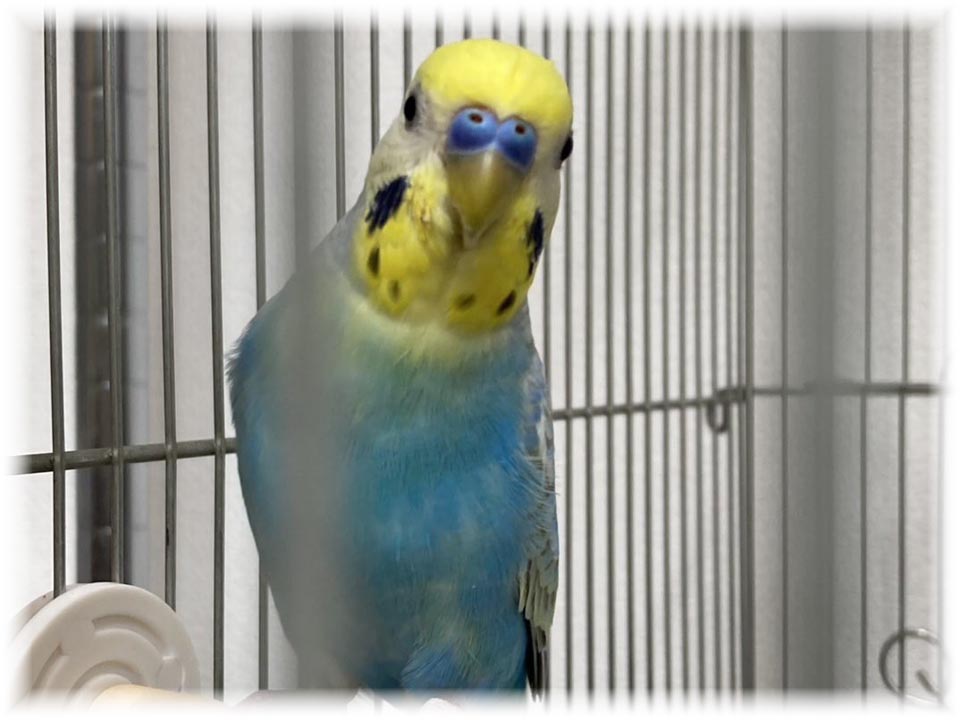 クリックで画像を表示