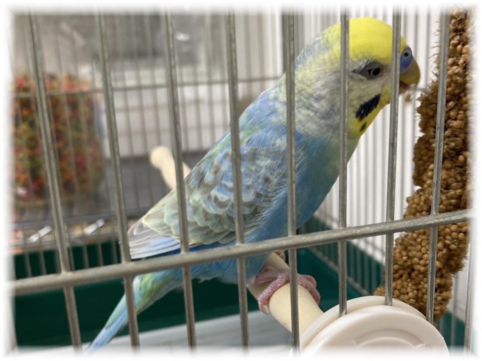 クリックで画像を表示