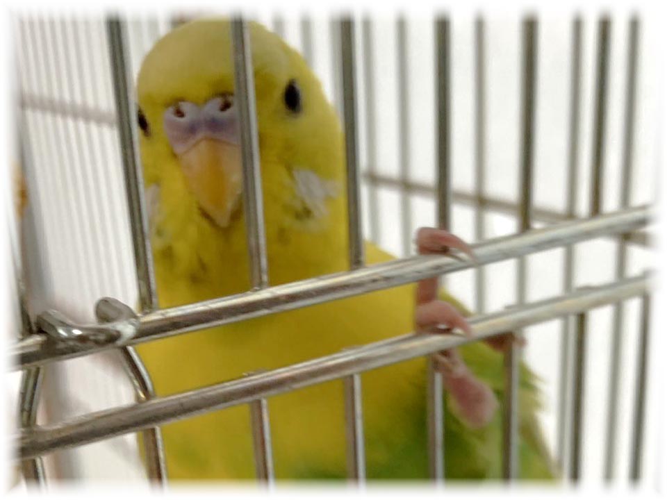 クリックで画像を表示