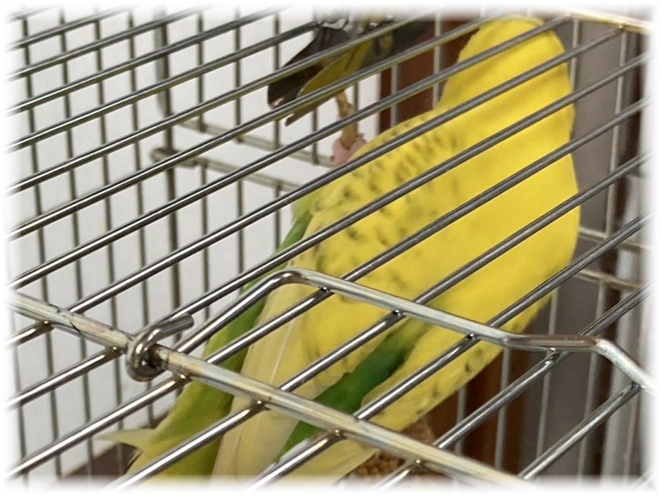 クリックで画像を表示