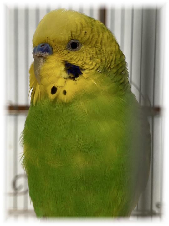 クリックで画像を表示