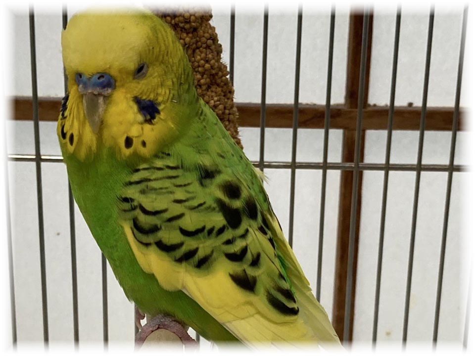 クリックで画像を表示