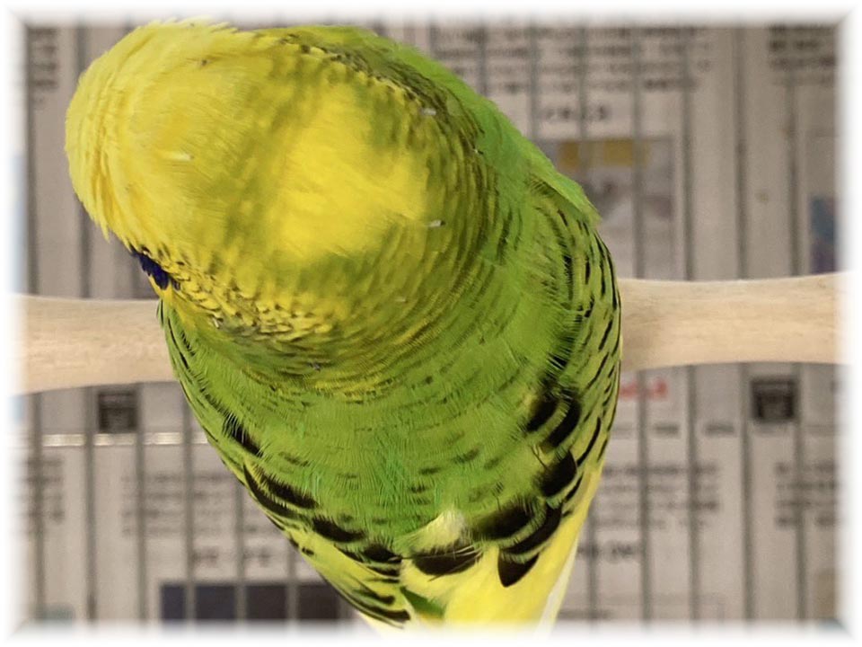 クリックで画像を表示