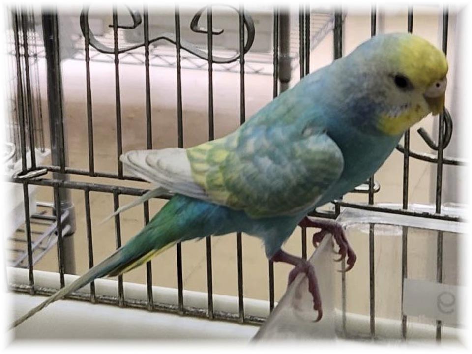 クリックで画像を表示