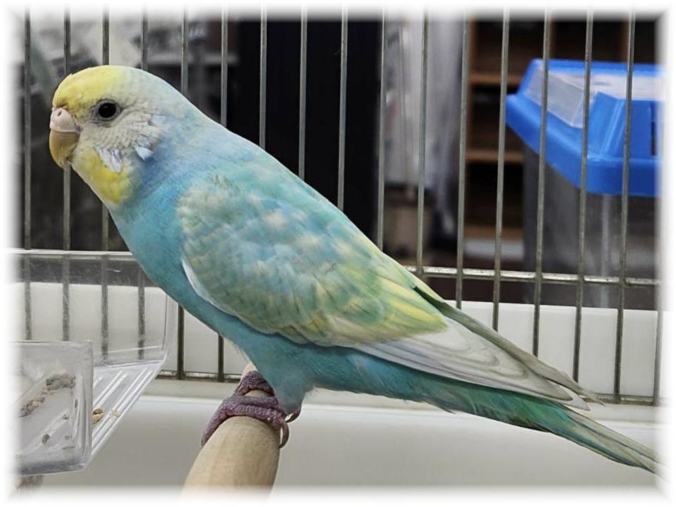 クリックで画像を表示