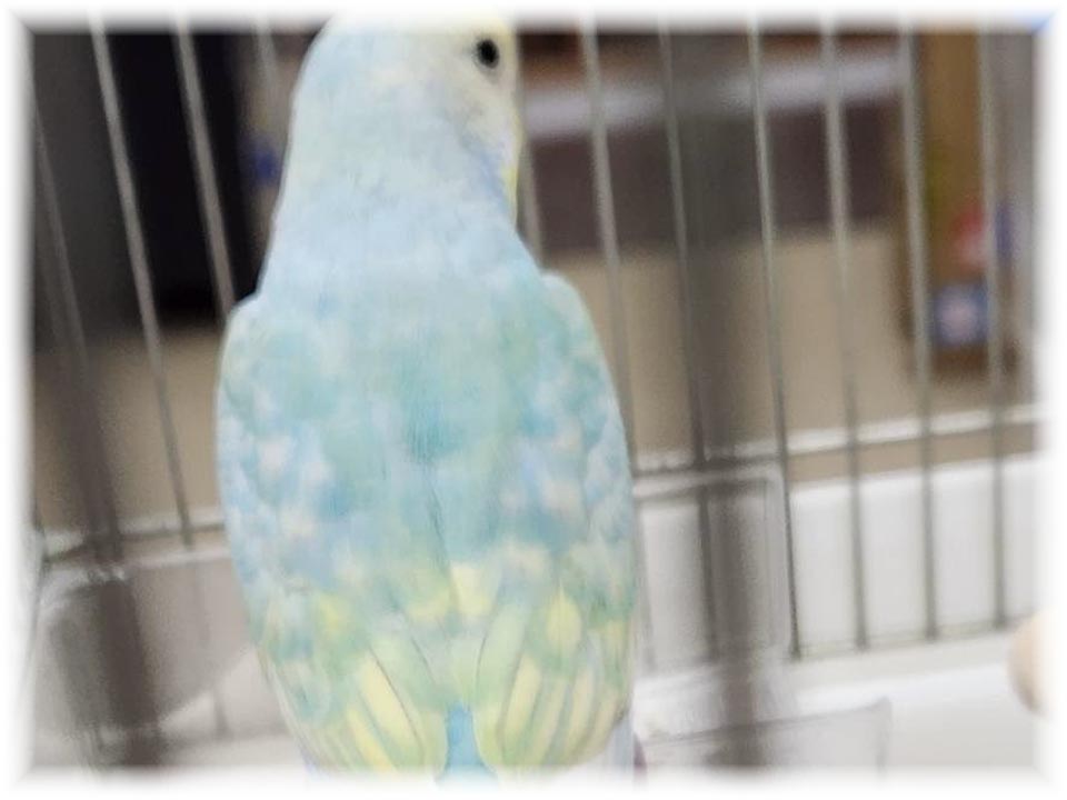 クリックで画像を表示