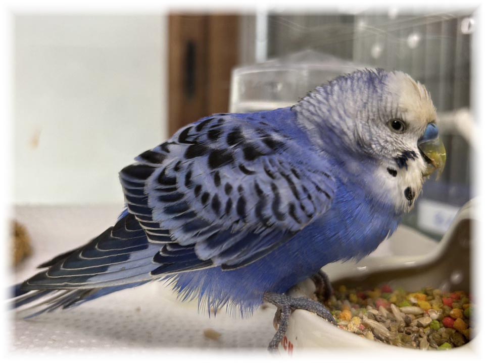 クリックで画像を表示