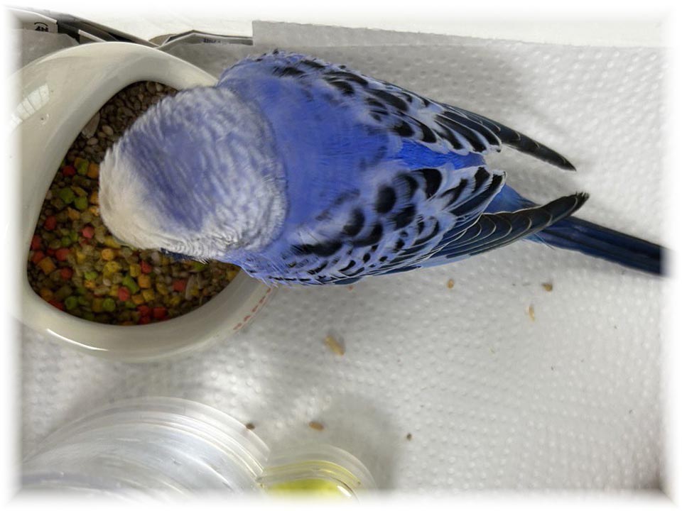 クリックで画像を表示