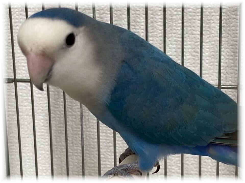 クリックで画像を表示