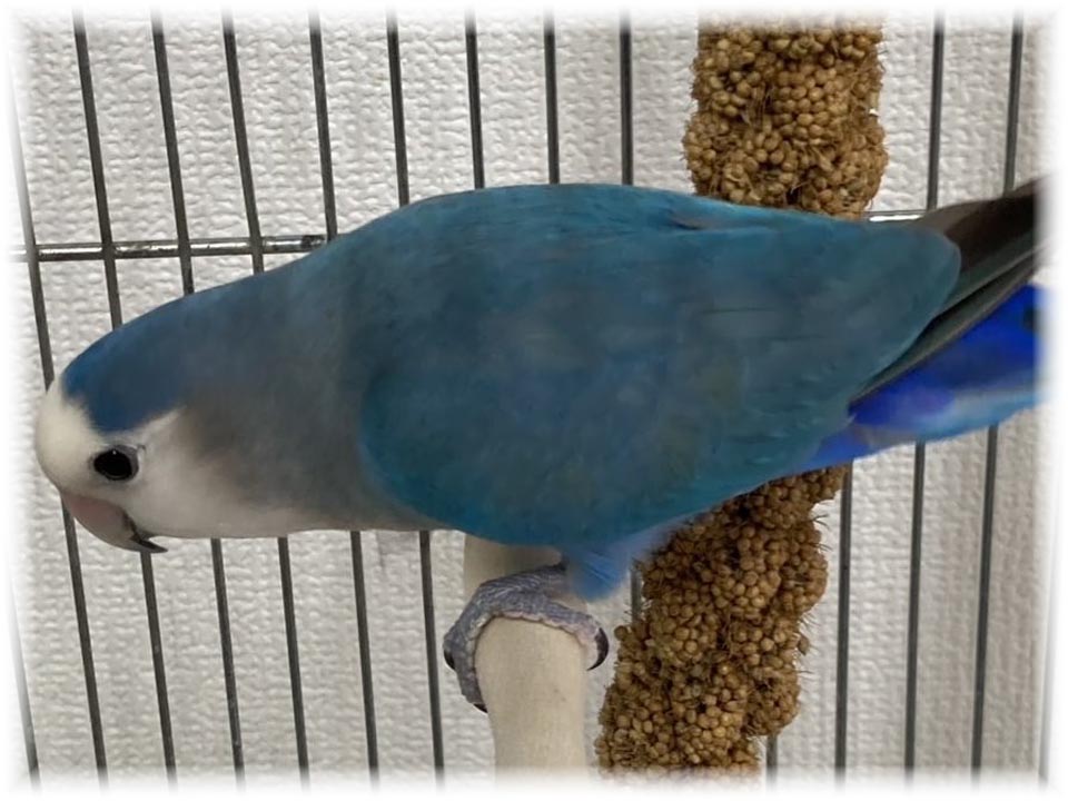 クリックで画像を表示