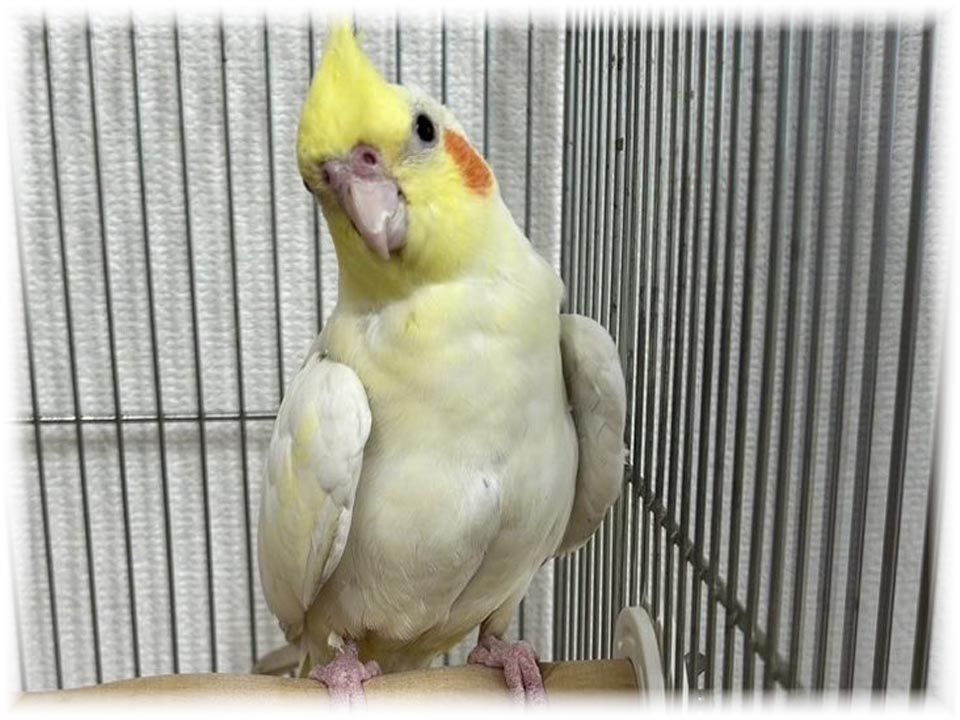 クリックで画像を表示