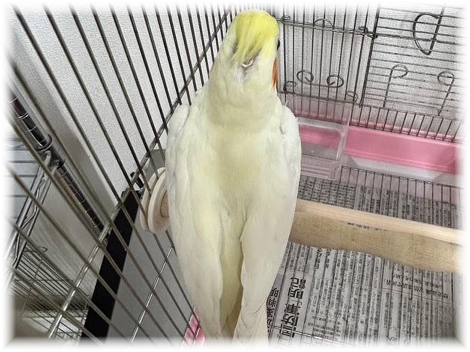 クリックで画像を表示