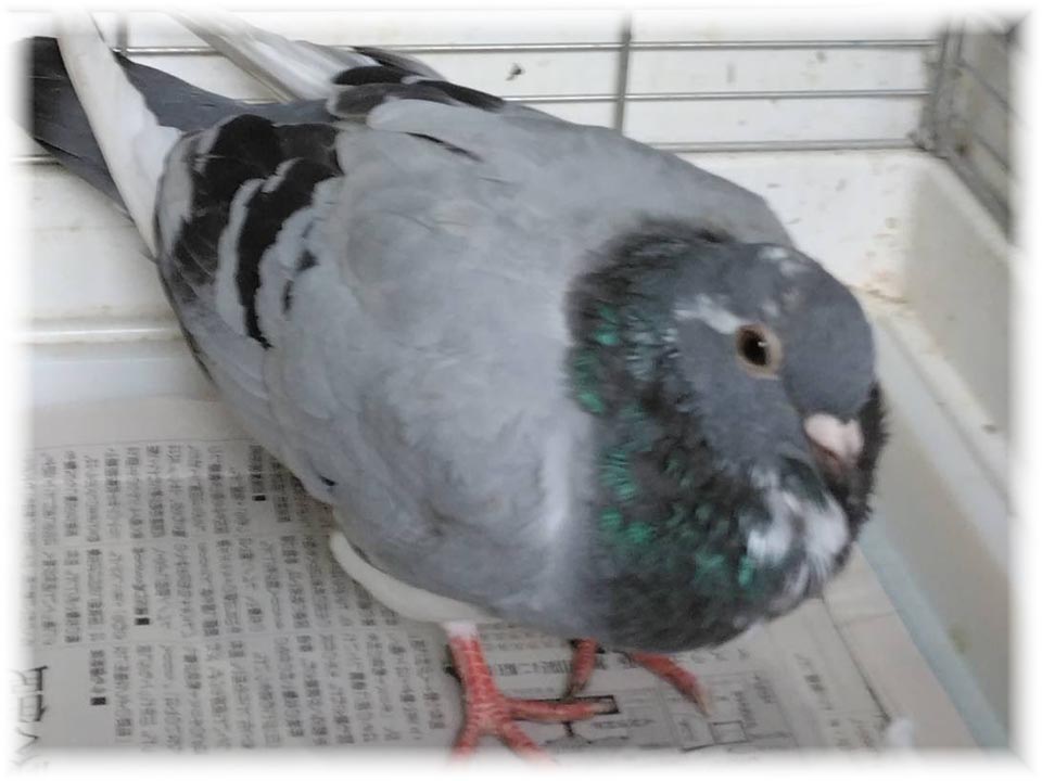 クリックで画像を表示