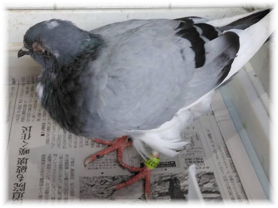 クリックで画像を表示