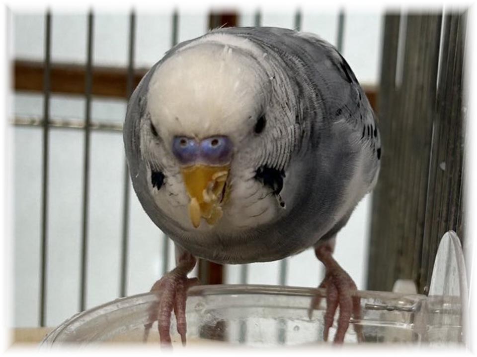 クリックで画像を表示