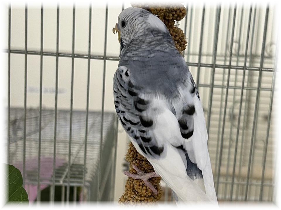 クリックで画像を表示