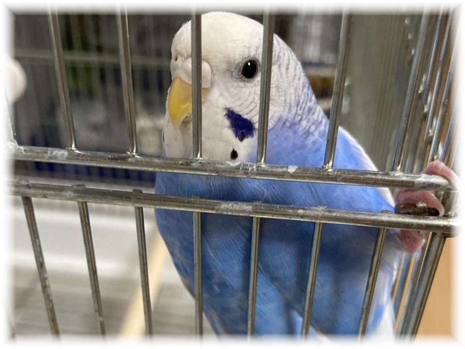 クリックで画像を表示