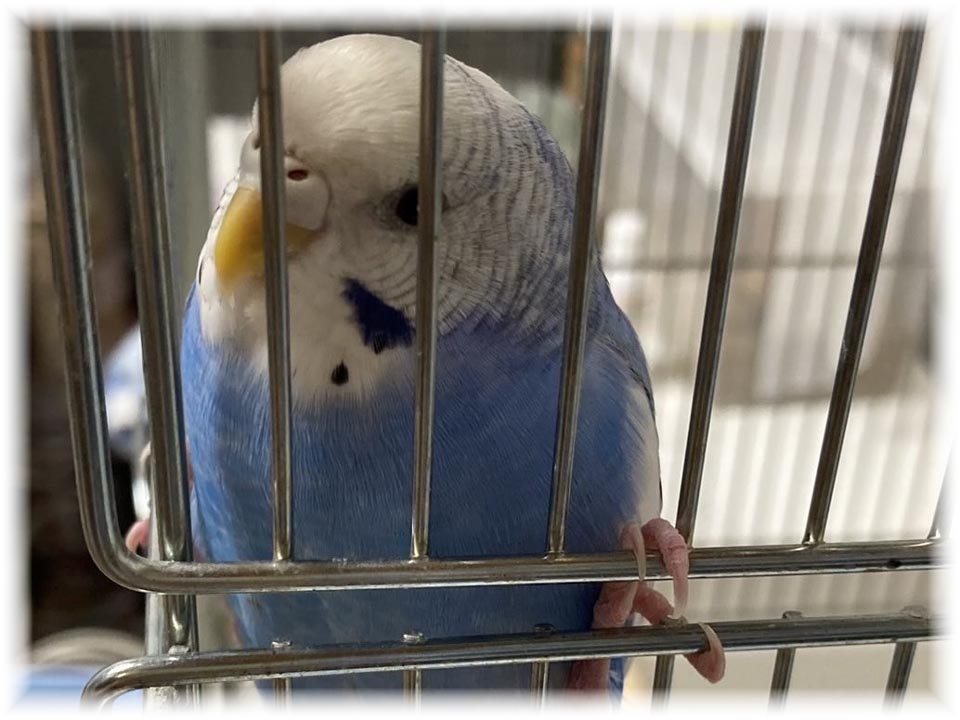 クリックで画像を表示