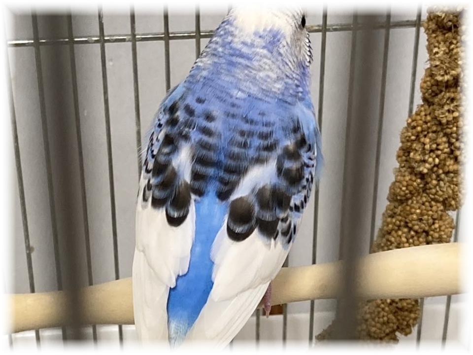 クリックで画像を表示