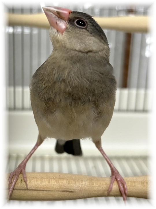 クリックで画像を表示