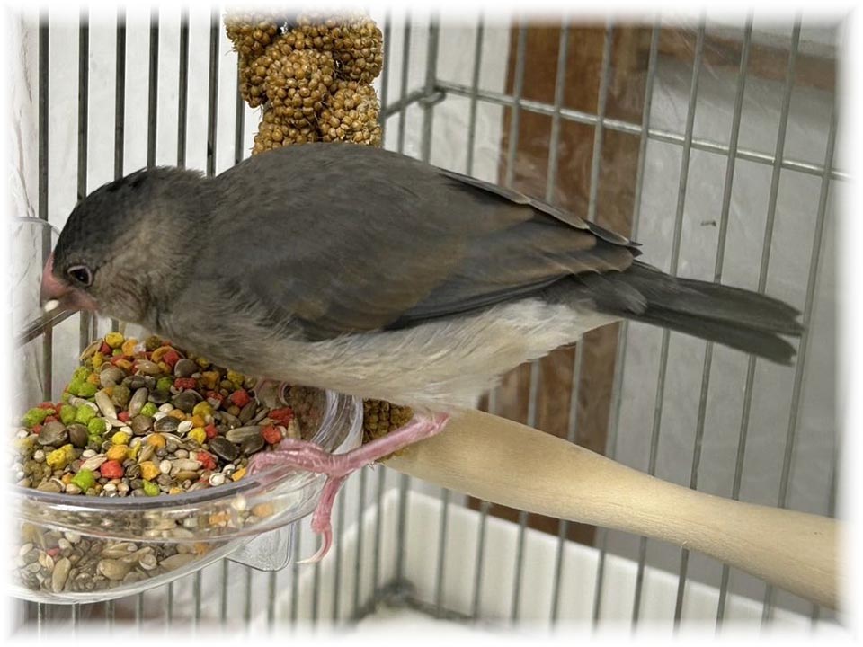 クリックで画像を表示