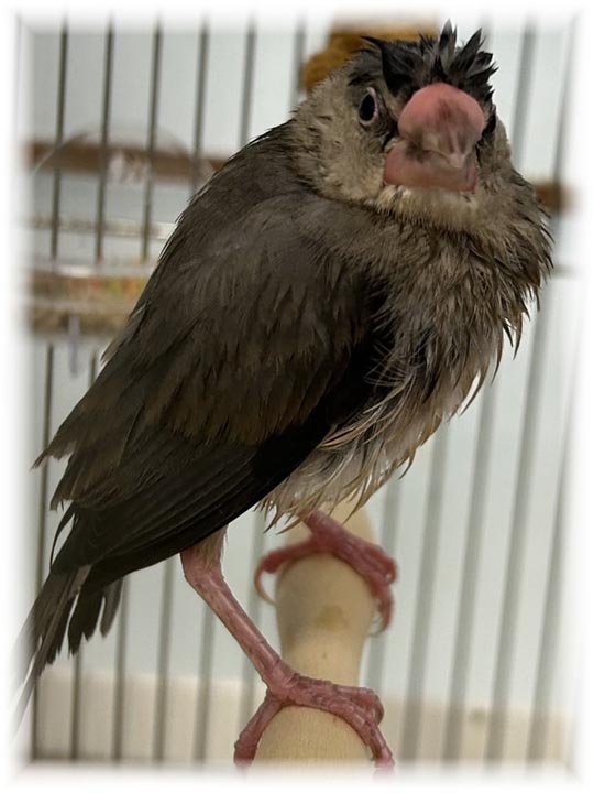 クリックで画像を表示