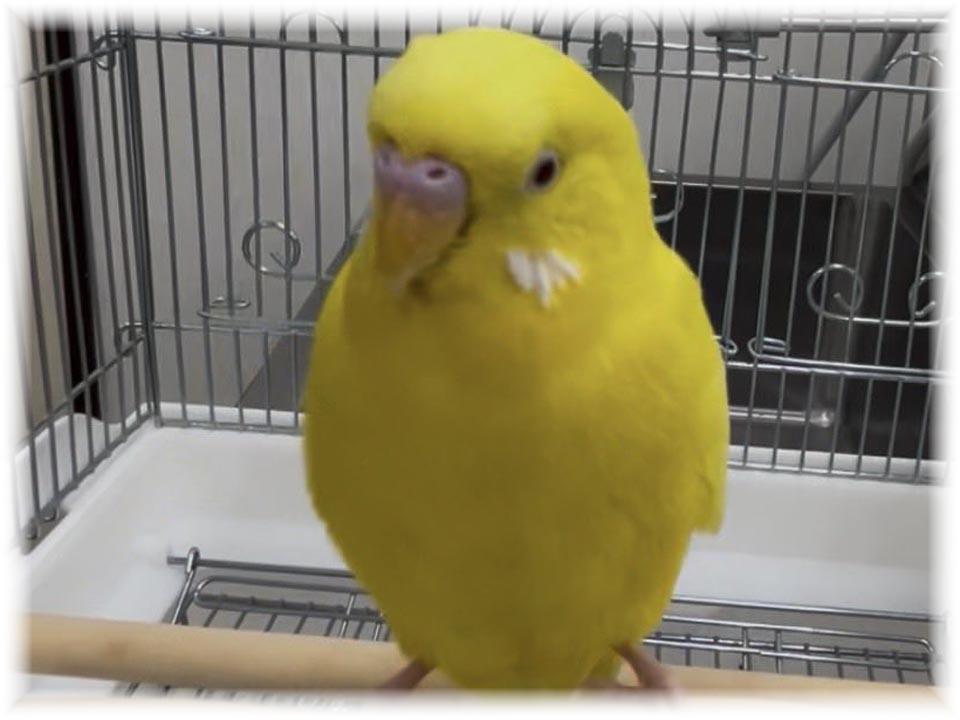 クリックで画像を表示