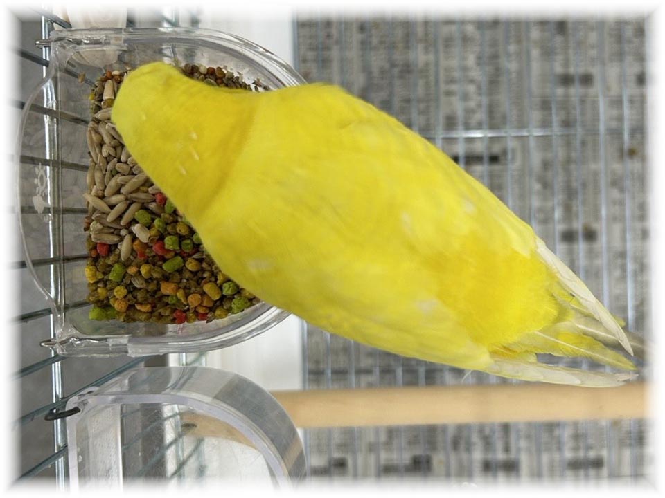 クリックで画像を表示