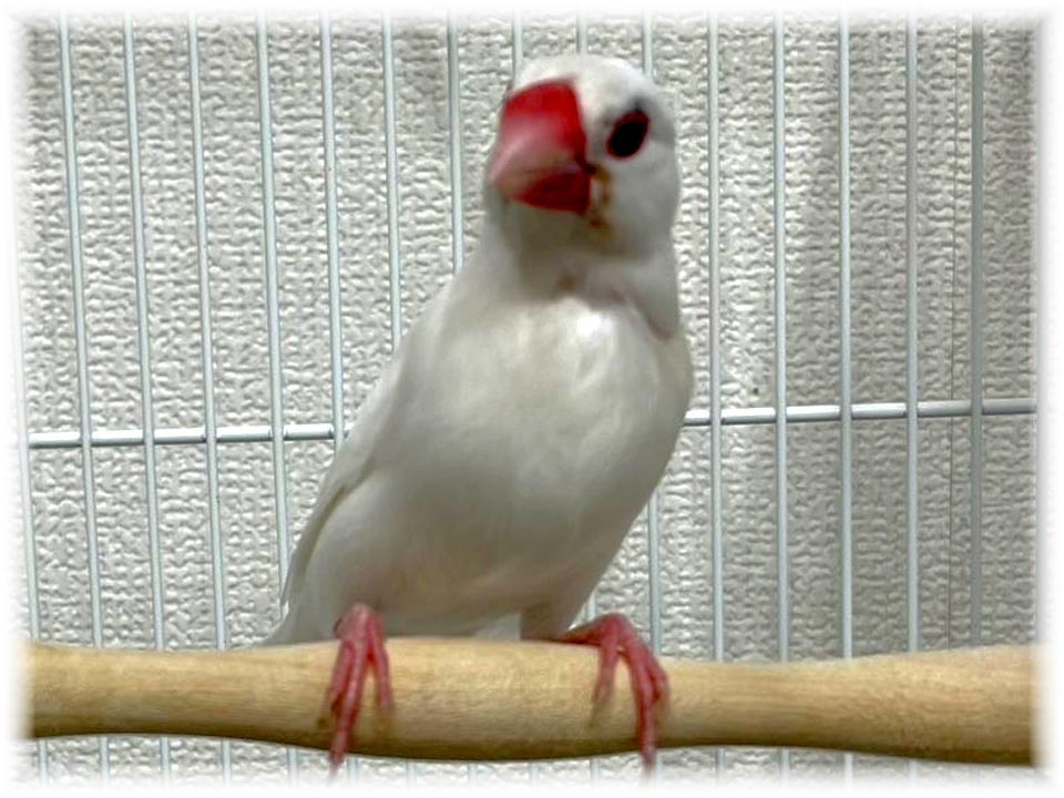 クリックで画像を表示