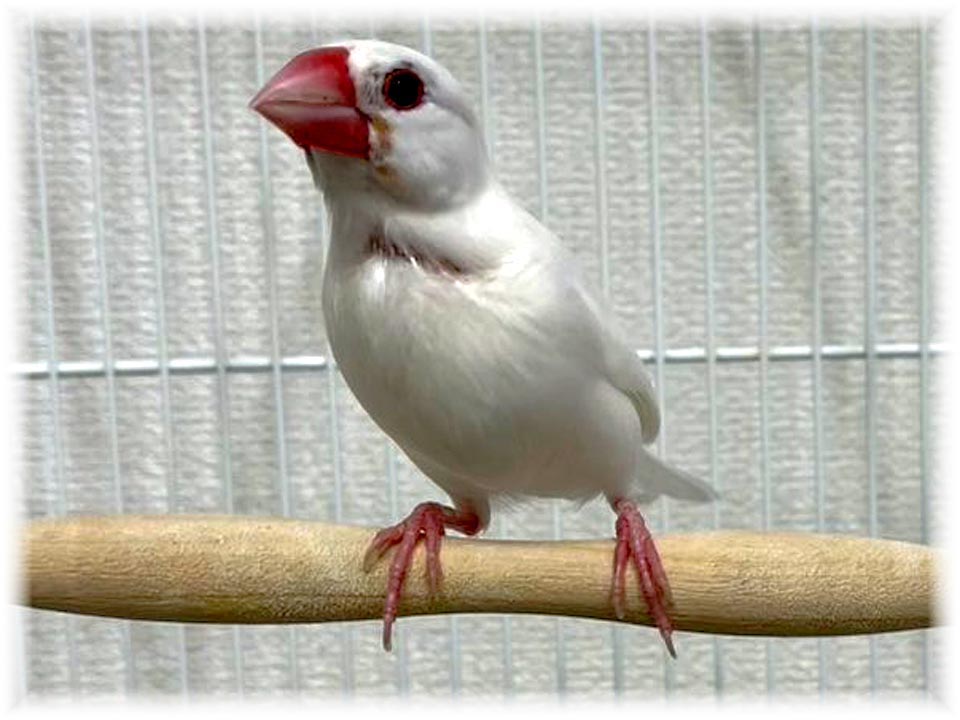 クリックで画像を表示