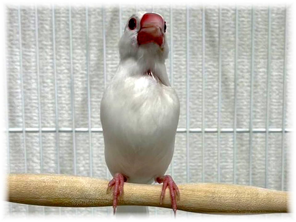 クリックで画像を表示